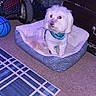 dog, pet_bed, basketball, car_tire, rug, floor, indoor, white_dog, furry, harness, cozy, carpet, animal, domestic_animal, resting, household, small_dog, blue, purple_light, cute