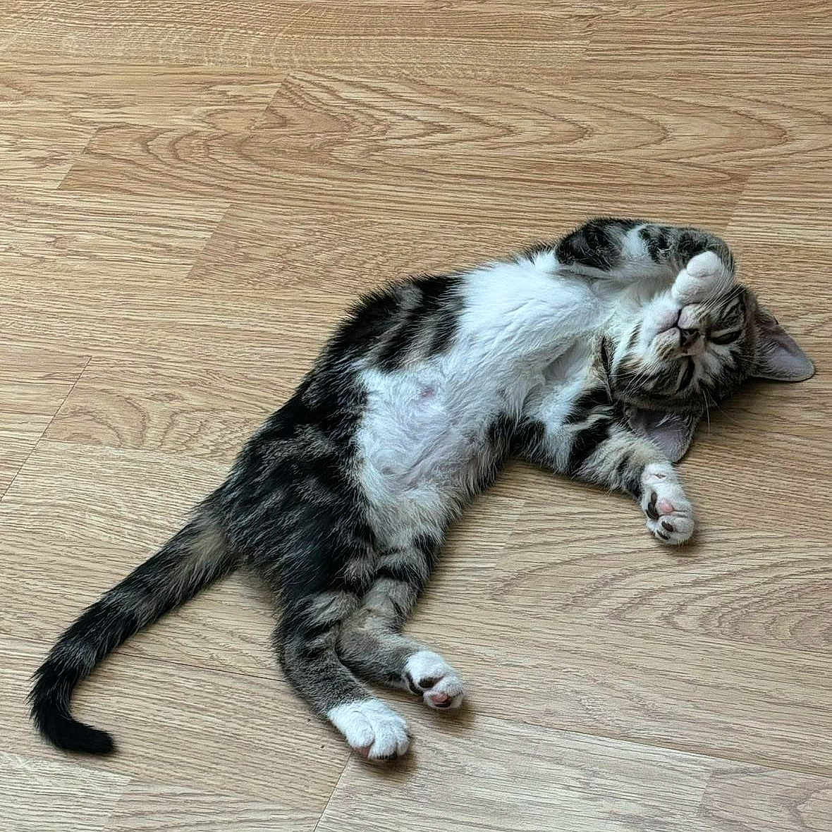 Lucky participe au concours pour gagner de l'argent avec cette photo : abyssinian, animal, architecture, building, cat, egyptiancat, furniture, hardwood, indoors, interiordesign, kitten, livingroom, manx, person, pet, plywood, purple, sleeping, stainedwood, wood