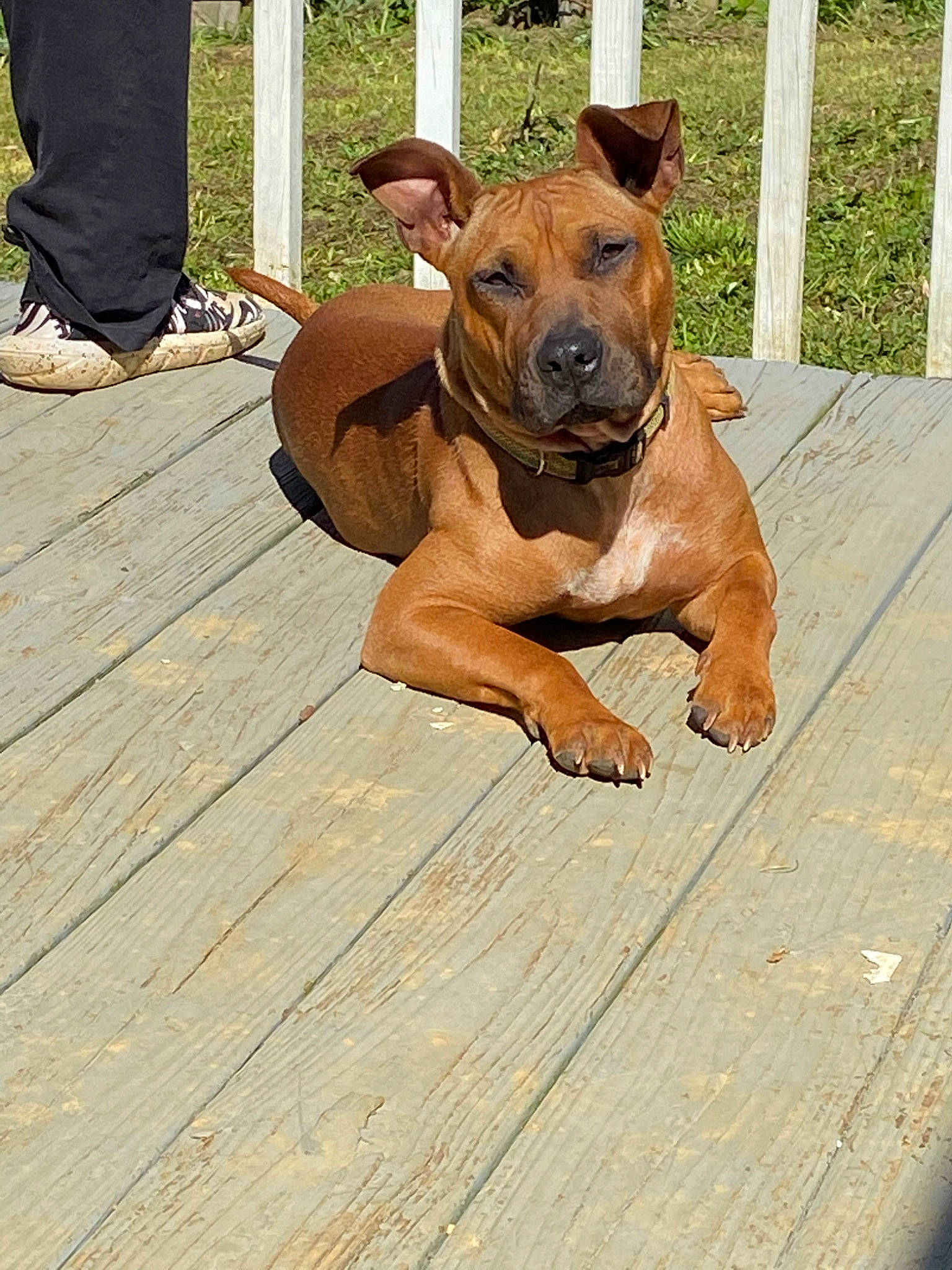 Remy joined the competition — help win amazing prizes! american_pit_bull_terrier, black_mouth_cur, boerboel, bullmastiff, canidae, carnivore, dog, dog_breed, fawn, mammal, molosser, non_sporting_group, pariah_dog, rare_breed_dog, rhodesian_ridgeback, snout, staffordshire_bull_terrier, thai_ridgeback, tosa, vertebrate