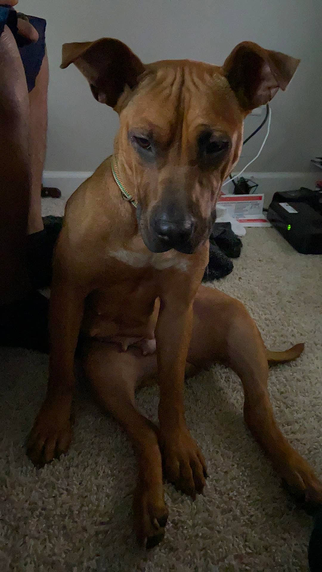 Remy joined the competition — help win amazing prizes! american_pit_bull_terrier, black_mouth_cur, canidae, carnivore, dog, dog_breed, fawn, hound, mammal, non_sporting_group, pariah_dog, rare_breed_dog, rhodesian_ridgeback, snout, thai_ridgeback, vertebrate