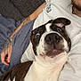 Titan is registered to the contest to win money with this photo: blanket, brown_and_white_dog, casual, close_up, comfortable, companion, couch, cute, dog, expression, human_arm, indoor, lying_down, person, pet, relaxing, snuggle, tattoo, white_shirt, wide_eyes