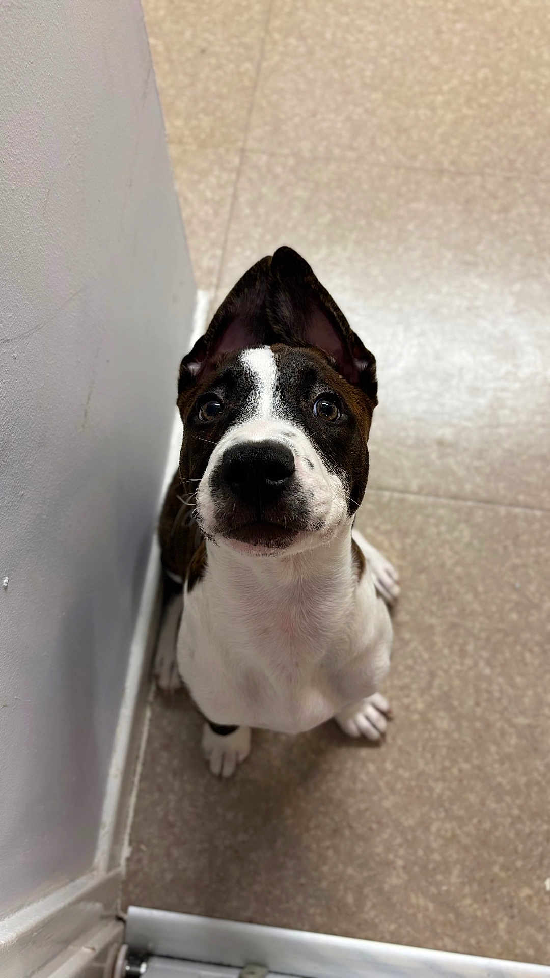 Titan joined the competition — help win amazing prizes! adorable, animal, black, brown, canine, curious, cute, dog, ears, floor, floor_tile, indoor, looking_up, pet, portrait, puppy, sitting, wall, white, young