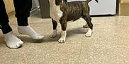 Titan joined the competition — help win amazing prizes! animal, appliance, black_pants, brindle, curious, dog, floor, indoor, kitchen, looking_up, person, pet, playful, puppy, socks, standing, tail_up, trash_bin, white_paws, young_dog