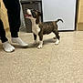 animal, appliance, black_pants, brindle, curious, dog, floor, indoor, kitchen, looking_up, person, pet, playful, puppy, socks, standing, tail_up, trash_bin, white_paws, young_dog