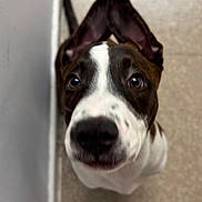 Titan is registered to the contest to win money with this photo: animal, black, brown, closeup, curious, dog, domestic, ears, face, fence, floor, indoor, looking_up, pet, puppy, snout, tile, wall, white, young
