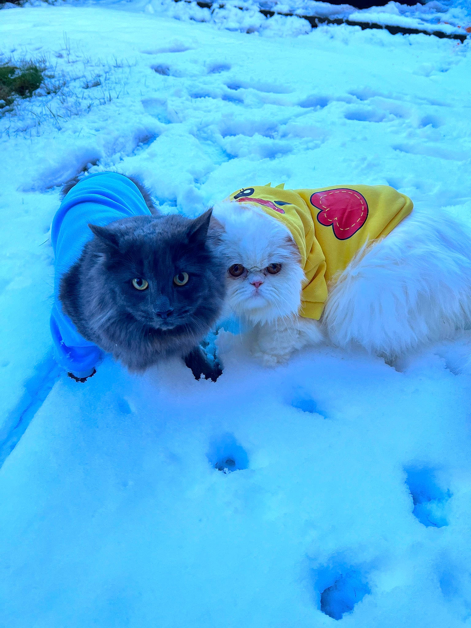 Cyrus joined the competition — help win amazing prizes! carnivore, cat, electric_blue, felidae, freezing, fun, fur, mammal, precipitation, russian_blue, small_to_medium_sized_cats, snow, tail, vertebrate, whiskers, winter