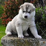 Hatchi-Ko participe au concours pour gagner de l'argent avec cette photo :