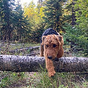 Reese joined the competition — help win amazing prizes! dog, forest, tree_trunk, grass, outdoor, nature, animal, canine, jumping, sunlight, greenery, woods, playful, fur, pet, adventure, daylight, wildlife, bark, active