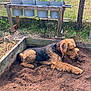 Reese is registered to the contest to win money with this photo: dog, garden, soil, plants, blue_buckets, wooden_stand, fence, grass, outdoor, pet, curly_fur, collar, brown_dog, black_dog, nature, yard, sunlight, plant_pots, resting, earth
