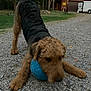 Reese is registered to the contest to win money with this photo: dog, animal, ball, gravel, outdoor, playful, pet, curly_fur, brown_fur, black_fur, cabin, trailer, forest, trees, grass, daylight, path, nature, canine, chewing