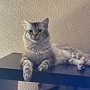 Samsonov joined the competition — help win amazing prizes! animal, cat, ears, feline, fluffy, furniture, gray_cat, home_decor, indoor, long_hair, lying_down, paws, pet, portrait, reflection, relaxed, shelf, sitting, wall, whiskers