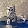 animal, cat, ears, feline, fluffy, furniture, gray_cat, home_decor, indoor, long_hair, lying_down, paws, pet, portrait, reflection, relaxed, shelf, sitting, wall, whiskers