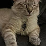 Samsonov is registered to the contest to win money with this photo: animal, cat, closeup, collar, companion, cozy, cute, domestic_animal, ears, feline, fluffy, indoor, paws, pet, quiet, relaxed, resting, sleeping, soft, whiskers