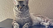 Samsonov is registered to the contest to win money with this photo: animal, calm, cat, decor, feline, fluffy, furniture, gray, home, indoor, pet, plant, relaxed, resting, shelf, sitting, stone, striped, texture, wall