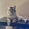 animal, calm, cat, decor, feline, fluffy, furniture, gray, home, indoor, pet, plant, relaxed, resting, shelf, sitting, stone, striped, texture, wall