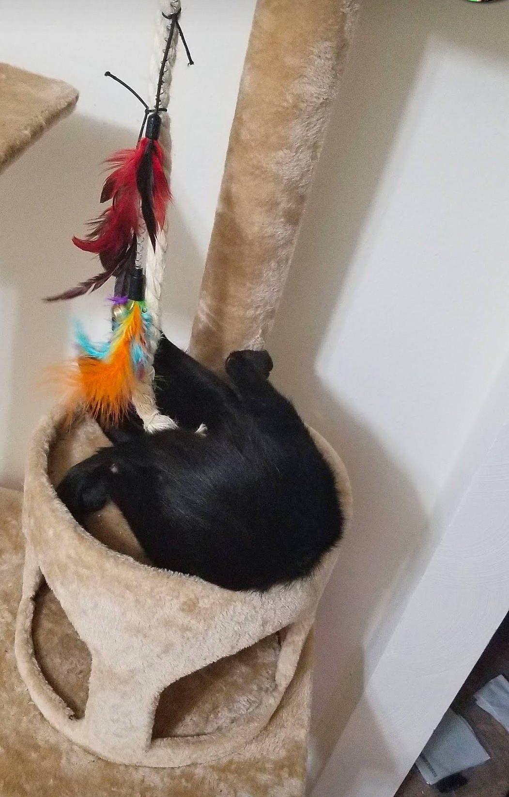 Tiny Cat joined the competition — help win amazing prizes! black_cat, cat, felidae, fur, small_to_medium_sized_cats, tail