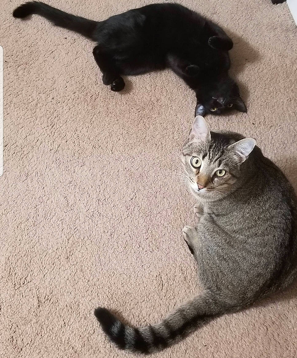 Tiny Cat joined the competition — help win amazing prizes! asian, black_cat, carnivore, cat, claw, domestic_short_haired_cat, european_shorthair, felidae, floor, fur, kitten, paw, polydactyl_cat, sand, shadow, small_to_medium_sized_cats, tabby_cat, tail, whiskers