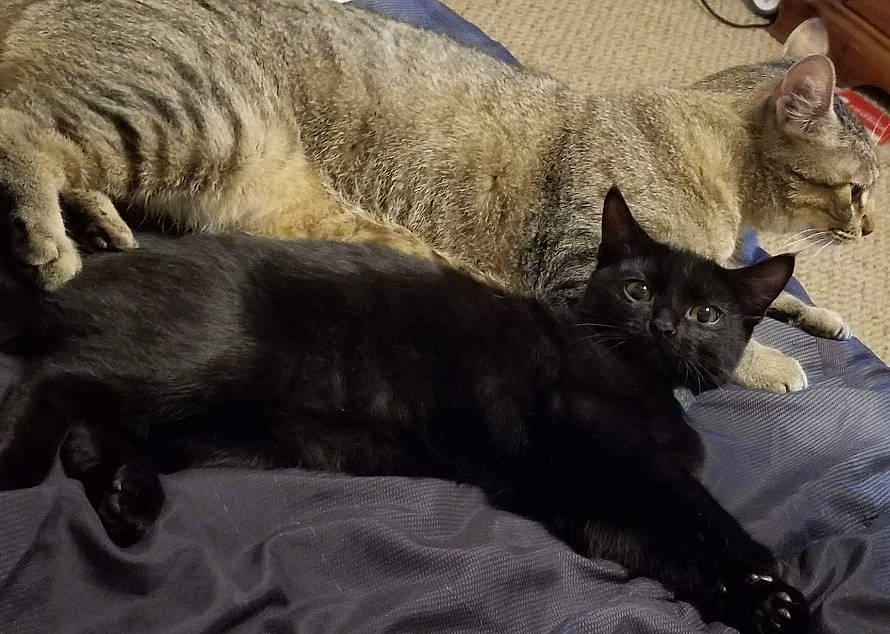 Tiny Cat is registered to the contest to win money with this photo: asian, black_cat, carnivore, cat, claw, domestic_short_haired_cat, dragon_li, european_shorthair, felidae, fur, german_rex, kitten, korat, mammal, nap, russian_blue, small_to_medium_sized_cats, tail, vertebrate, whiskers