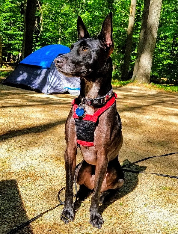 Marty is registered to the contest to win money with this photo: canidae, canis_panther, carnivore, collar, dog, dog_breed, dog_collar, dutch_shepherd_dog, fawn, formosan_mountain_dog, great_dane, guard_dog, leash, mammal, non_sporting_group, plant, rare_breed_dog, working_dog