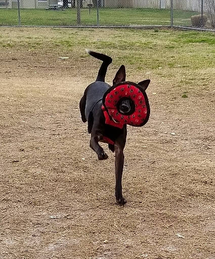 Marty joined the competition — help win amazing prizes! canidae, dog, dog_breed, guard_dog, sporting_group, tail, wheel