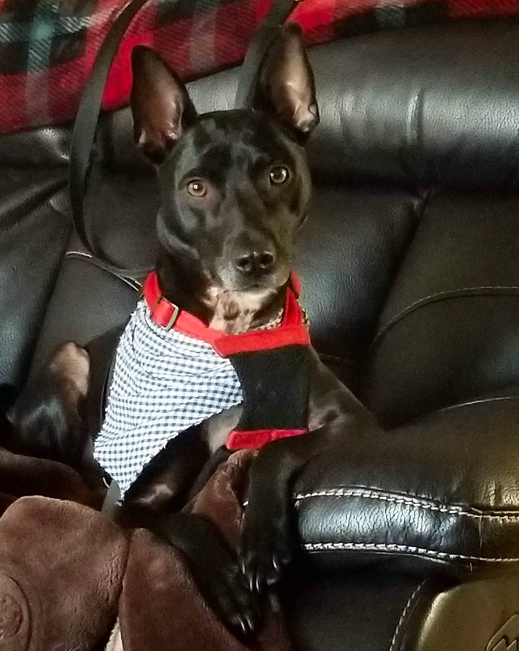Marty joined the competition — help win amazing prizes! american_hairless_terrier, canidae, car_seat, carnivore, collar, dog, dog_breed, dog_collar, feist, formosan_mountain_dog, leather, mammal, non_sporting_group, rat_terrier, seat_belt, snout, thai_ridgeback, toy_dog, vertebrate
