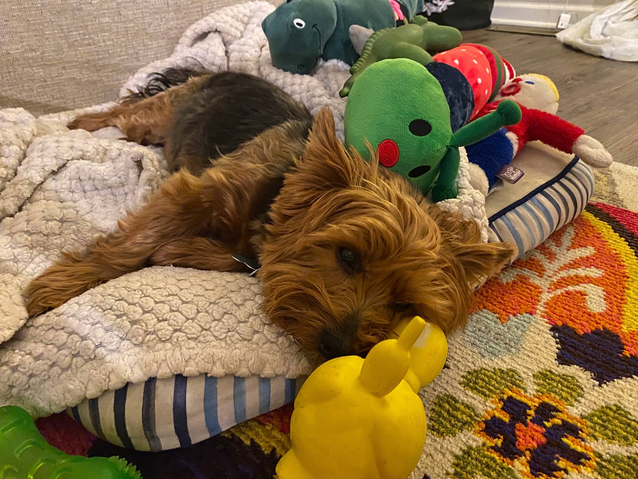 Toby joined the competition — help win amazing prizes! canidae, carnivore, comfort, companion_dog, dog, dog_bed, dog_breed, dog_supply, dog_toy, fur, linens, pet_supply, plush, sporting_group, stuffed_toy, textile, toy, wood, wool, working_animal