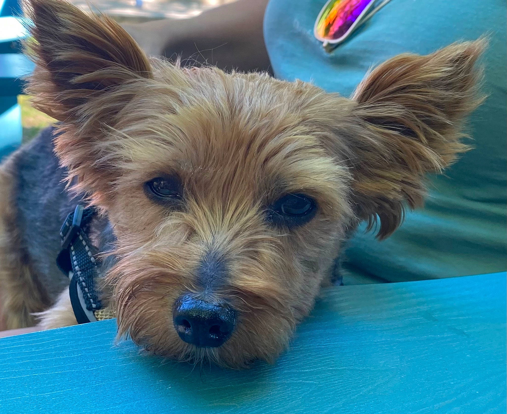 Toby is registered to the contest to win money with this photo: berger_picard, biewer_terrier, canidae, carnivore, companion_dog, dog, dog_breed, dog_supply, electric_blue, fawn, liver, small_terrier, sporting_group, terrier, toy_dog, water_dog, working_animal