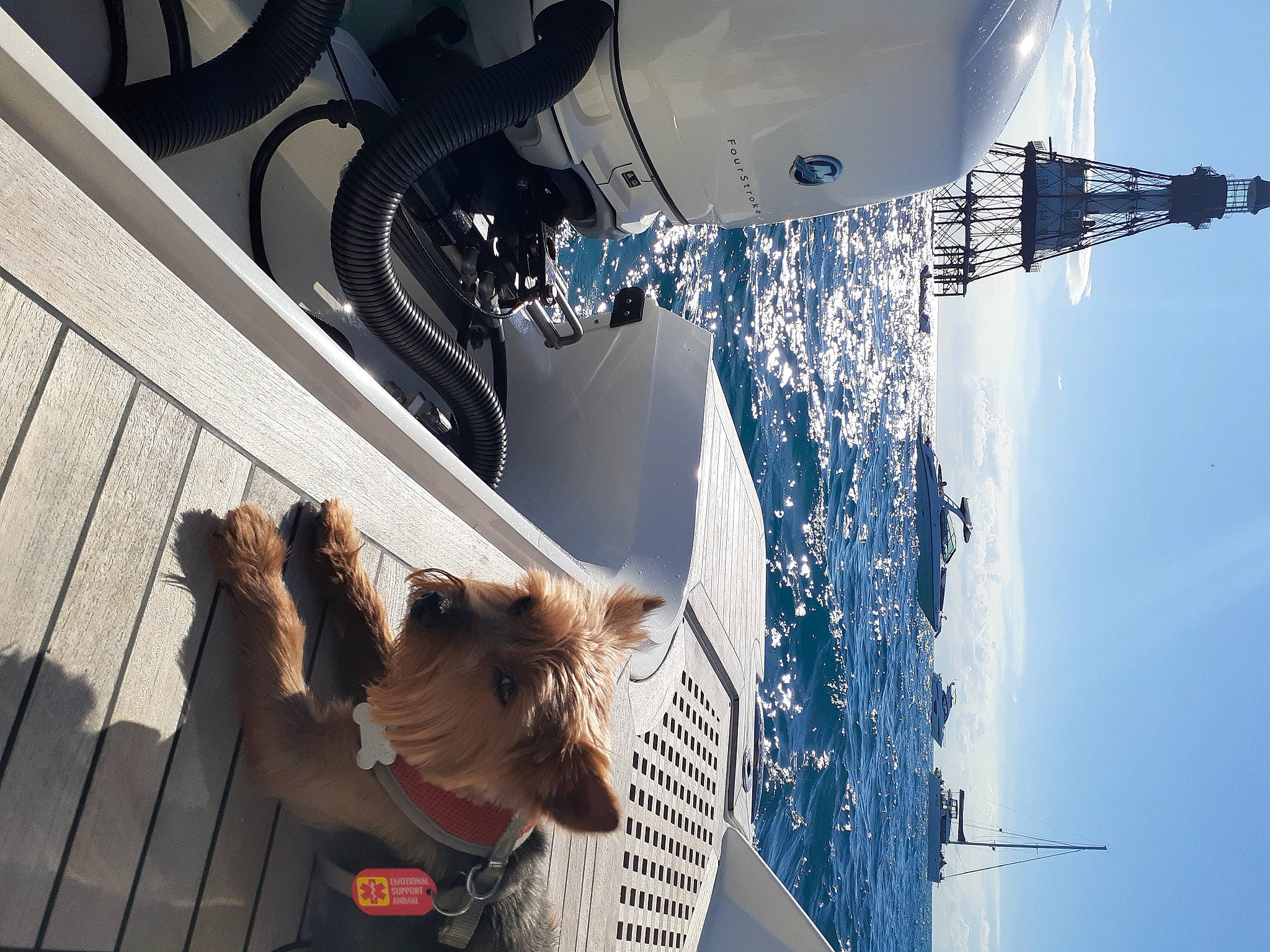 Toby is registered to the contest to win money with this photo: aerospace_engineering, aviation, companion_dog, dog, fun, fur, leisure, line, reflection, sky, sporting_group, tail, tree, vehicle_door, water, window, wing, winter, wood