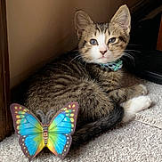 Tigger joined the competition — help win amazing prizes! kitten, cat, animal, pet, tabby, white_paws, blue_eyes, whiskers, ears, collar, lying_down, carpet, indoor, home, butterfly, decoration, portrait, furry, cute, relaxed