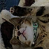 Tigger is registered to the contest to win money with this photo: cat, calico_cat, pet, animal, feline, portrait, closeup, upside_down, sleepy, relaxed, whiskers, collar, bell, paws, toe_beans, fur, blanket, cozy, indoors, cute