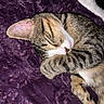 Tigger joined the competition — help win amazing prizes! cat, tabby_cat, sleeping, curled_up, pet, feline, animal, closed_eyes, whiskers, pink_nose, striped_fur, white_paws, relaxed, cozy, blanket, purple_blanket, indoor, close_up, soft_texture, resting