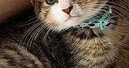 Tigger joined the competition — help win amazing prizes! cat, kitten, tabby, pet, animal, feline, collar, butterfly, toy, whiskers, fur, eyes, ears, portrait, close_up, indoor, cozy, cute, sitting, brown_white