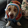Betty joined the competition — help win amazing prizes! dog, pet, canine, costume, hat, colorful, knitted, couch, indoor, sitting, portrait, face, eyes, nose, open_mouth, paws, blanket, cushion, home, funny