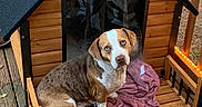 Betty is registered to the contest to win money with this photo: dog, canine, brown_white, sitting, portrait, outdoor, wooden_cabin, doghouse, porch, deck, blanket, sweater, string_lights, rustic, cozy, backyard, fence, pet, floppy_ears, looking_at_camera