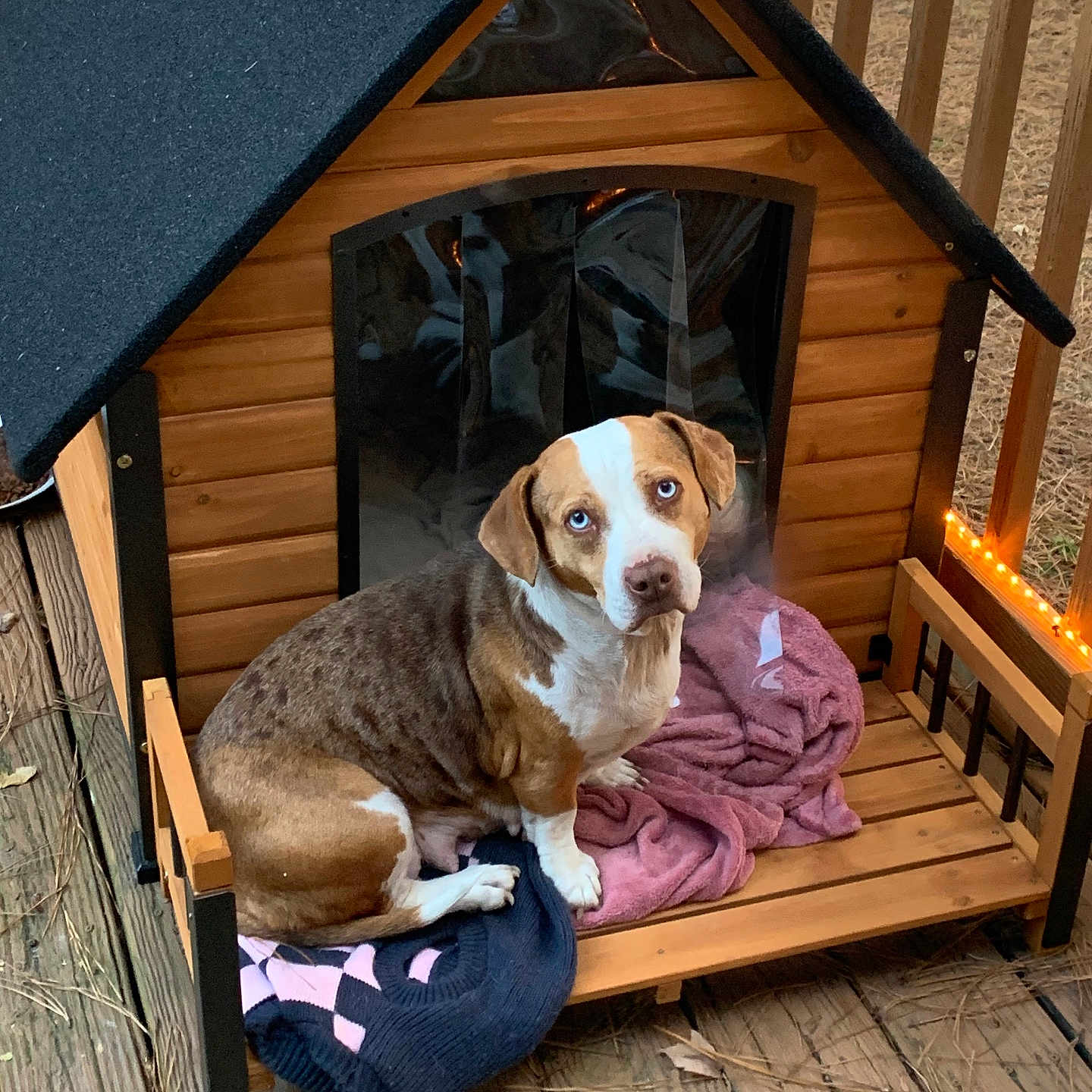 Betty is registered to the contest to win money with this photo: dog, canine, brown_white, sitting, portrait, outdoor, wooden_cabin, doghouse, porch, deck, blanket, sweater, string_lights, rustic, cozy, backyard, fence, pet, floppy_ears, looking_at_camera