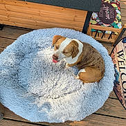 Betty joined the competition — help win amazing prizes! dog, sleeping, pet, animal, brown_and_white, curled_up, dog_bed, fluffy_bed, blue, outdoor, deck, wooden_floor, sunlight, chair, floral, welcome_mat, relaxed, resting, cute, home