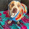 Betty joined the competition — help win amazing prizes! dog, pet, portrait, sitting, sweater, rainbow, colorful, blanket, couch, indoors, brown_and_white, blue_eyes, short_hair, front_facing, closeup, funny_expression, clothing, textile, furniture, home