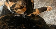 Angel joined the competition — help win amazing prizes! cat, tortoiseshell, pet, feline, animal, face, eyes, ears, whiskers, fur, black_fur, orange_fur, stretched_paw, lying_down, relaxed, indoor, living_room, rug, close_up, portrait