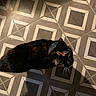 cat, tortoiseshell_cat, pet, feline, animal, lying_down, lounging, indoors, floor, patterned_tiles, geometric_pattern, dark_fur, orange_patches, green_eyes, whiskers, ears, portrait, casual_photo, slippers, crumb