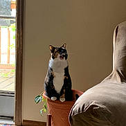 Angel joined the competition — help win amazing prizes! cat, calico_cat, pet, animal, sitting, meowing, open_mouth, whiskers, ears, fur, white_fur, black_fur, orange_fur, flowerpot, plant, indoor, doorway, window, carpet, person