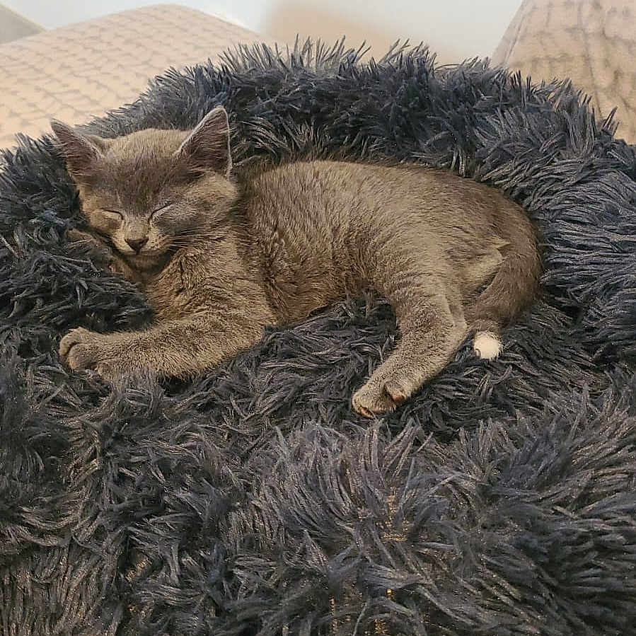 Shelby a rejoint le concours — aidez-le/la à gagner de superbes lots ! animal, comfortable, cozy, cute, domestic_cat, feline, fluffy, fur, gray_cat, home, indoor, kitten, nap, pet_bed, quiet, relaxing, resting, sleeping, small_cat, soft