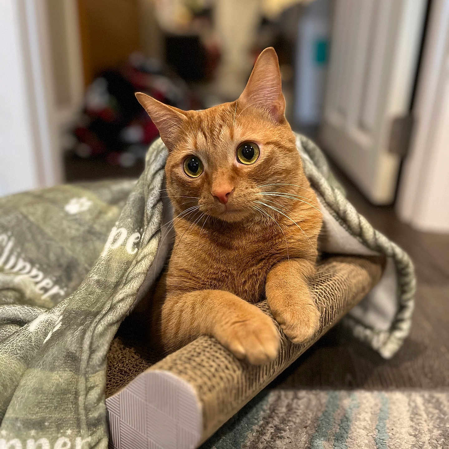 Nugie is registered to the contest to win money with this photo: blanket, carpet, cat, closeup, cozy, curious_expression, floor, fur, furniture, home, indoor, mammal, orange_tabby, paws, pet, portrait, relaxed, scratcher, whiskers, wide_eyes