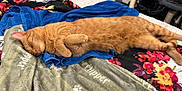 Nugie joined the competition — help win amazing prizes! cat, orange_tabby, sleeping, bed, towel, blanket, paw_prints, floral_pattern, skull_pattern, cat_tree, cozy, indoor, pet, fur, relaxed, animal, resting, cute, domestic_cat, soft