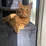 Nugie joined the competition — help win amazing prizes! cat, orange_tabby, indoor, sunlight, window, cat_tree, green_eyes, feline, pet, animal, relaxed, soft_texture, cozy, resting, whiskers, paws, portrait, domestic_cat, cute, serene