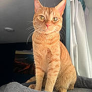 Nugie is registered to the contest to win money with this photo: cat, orange_tabby, pet_bed, indoor, curtains, window_light, feline, whiskers, fur, animal, domestic_cat, cute, alert, sitting, portrait, home, cozy, soft_light, yellow_eyes, ears