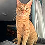 cat, orange_tabby, pet_bed, indoor, curtains, window_light, feline, whiskers, fur, animal, domestic_cat, cute, alert, sitting, portrait, home, cozy, soft_light, yellow_eyes, ears
