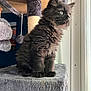 Jasper is registered to the contest to win money with this photo: black_kitten, cat, cat_tree, window, indoor, furry, pet, animal, sitting, young_cat, curious, soft_texture, feline, domestic, whiskers, ears, paws, gray, cozy, looking_out