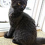 Jasper is registered to the contest to win money with this photo: black_cat, kitten, pet, feline, indoor, sitting, curious, window, glass_door, car_tire, fur, animal, young_cat, domestic_cat, side_view, looking_outside, soft_fur, natural_light, carpet, floor