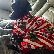 Chupi joined the competition — help win amazing prizes! animal, black_dog, christmas, comfort, couch, cozy, curious, cute, dog, fabric, furniture, holiday_clothing, indoor, looking_back, pajamas, pet, relaxing, seated, snuggled, soft_lighting