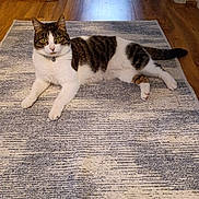 Dee Dee joined the competition — help win amazing prizes! cat, tabby_cat, white_cat, pet, animal, indoor, rug, floor, wooden_floor, doorway, curious, relaxed, looking_at_camera, green_eyes, feline, domestic_cat, home, household, cute, resting